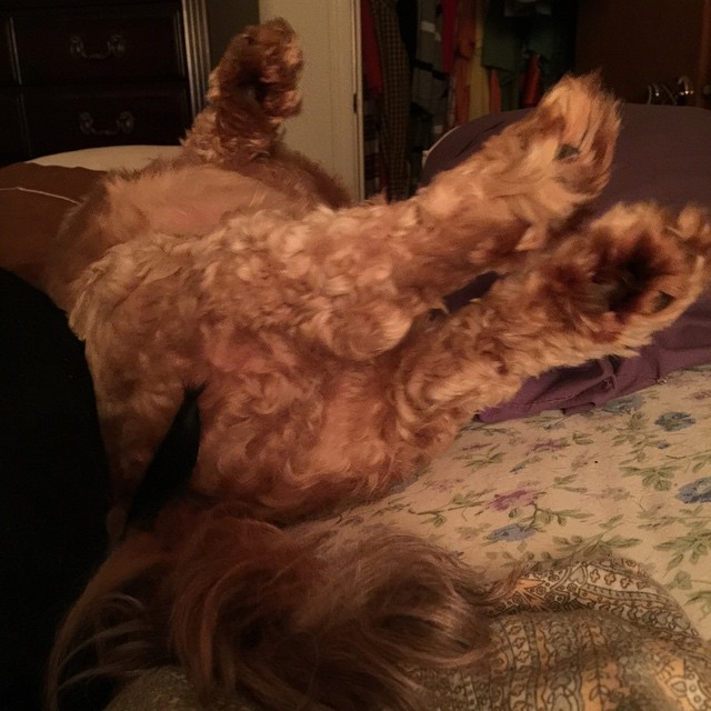 dog laying on it's back in the bed