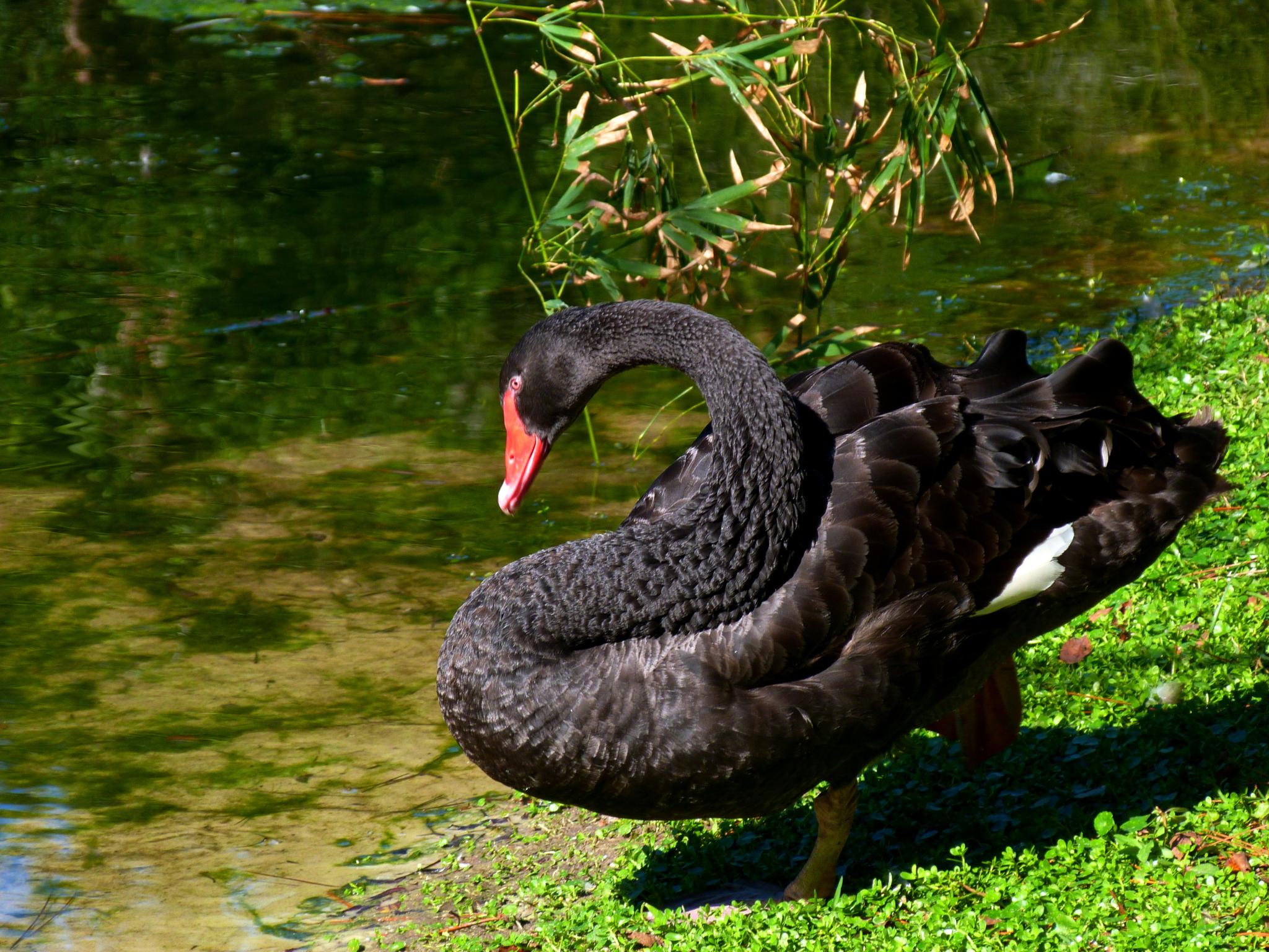 a black swan is in a pond by himself