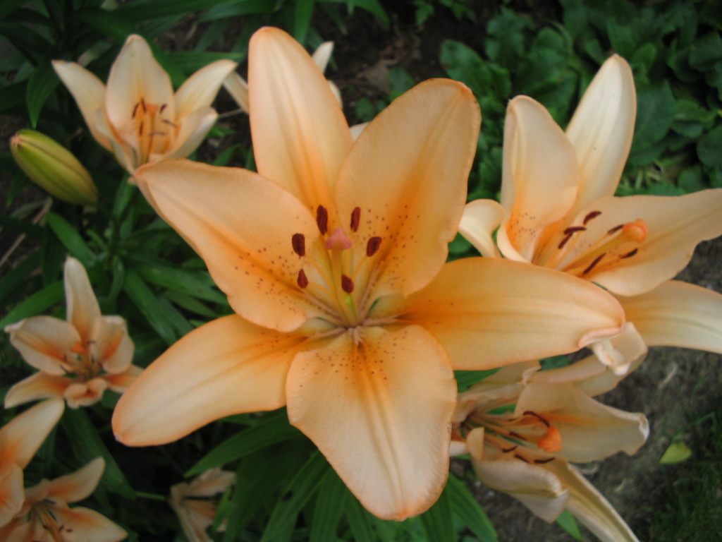 a large, beautiful orange lily blooming near green grass