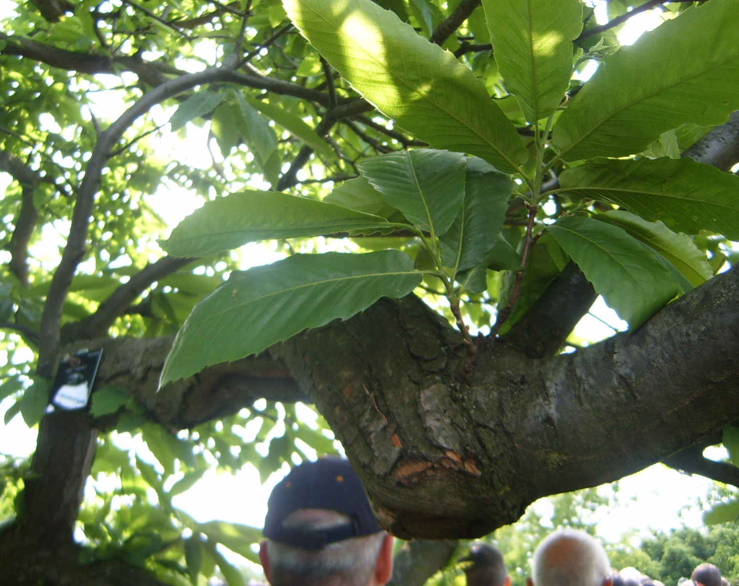 a man on a cell phone next to a tree