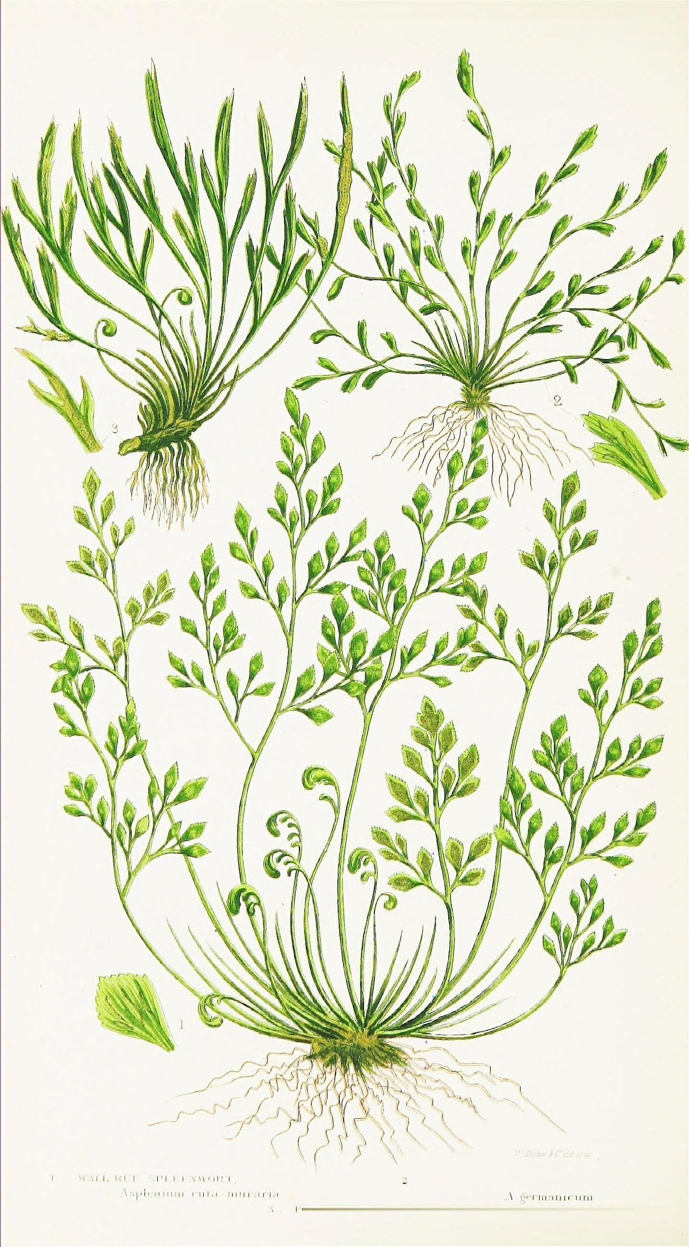 a print of herbs in green on white