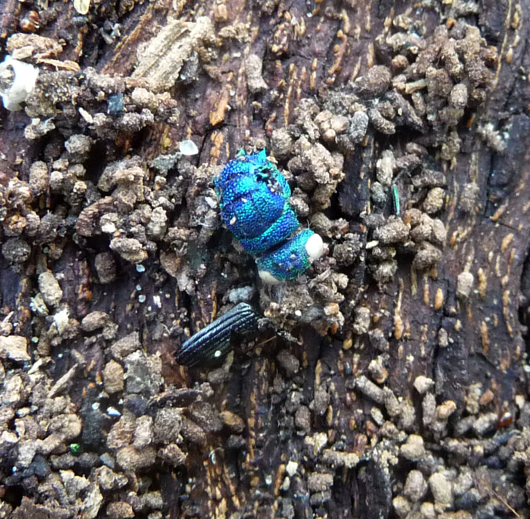 a blue comb is laying in the rocks