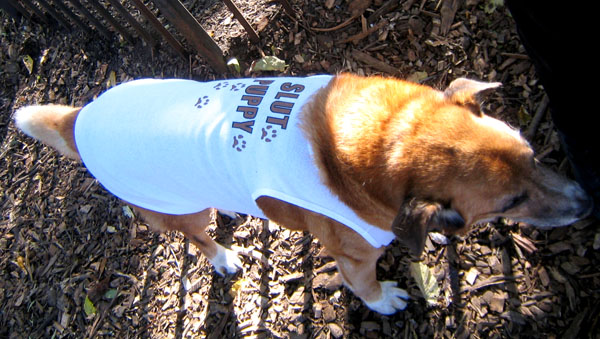 a dog that is wearing a shirt while looking down at soing