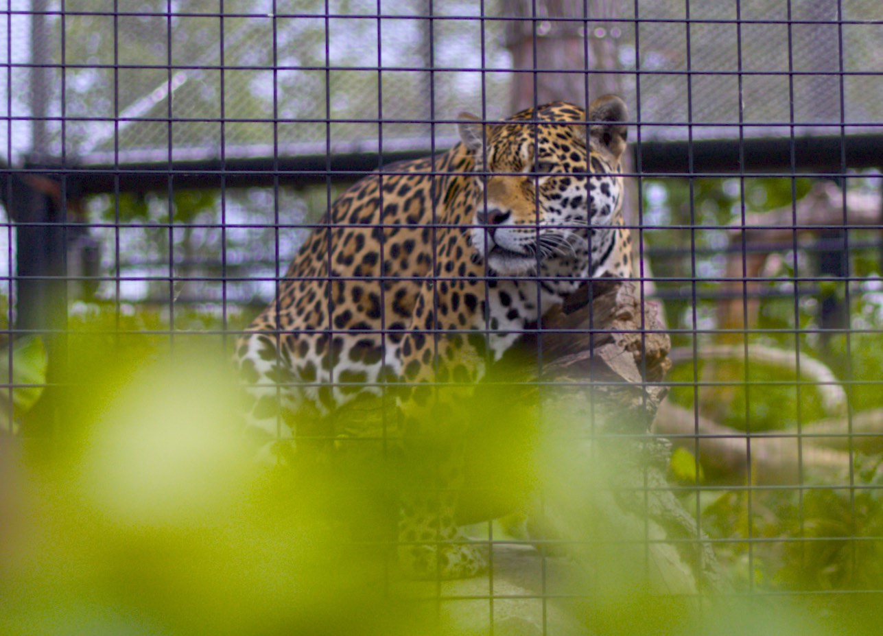 an angry looking leopard in the cage