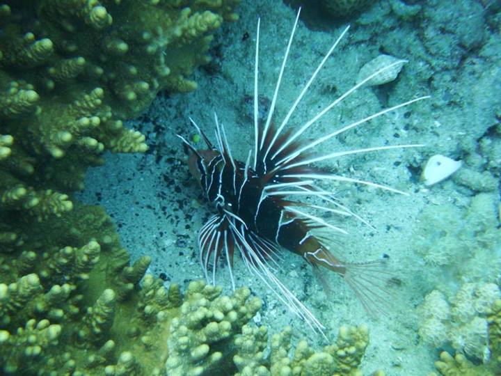 the lion fish is resting in its natural habitat