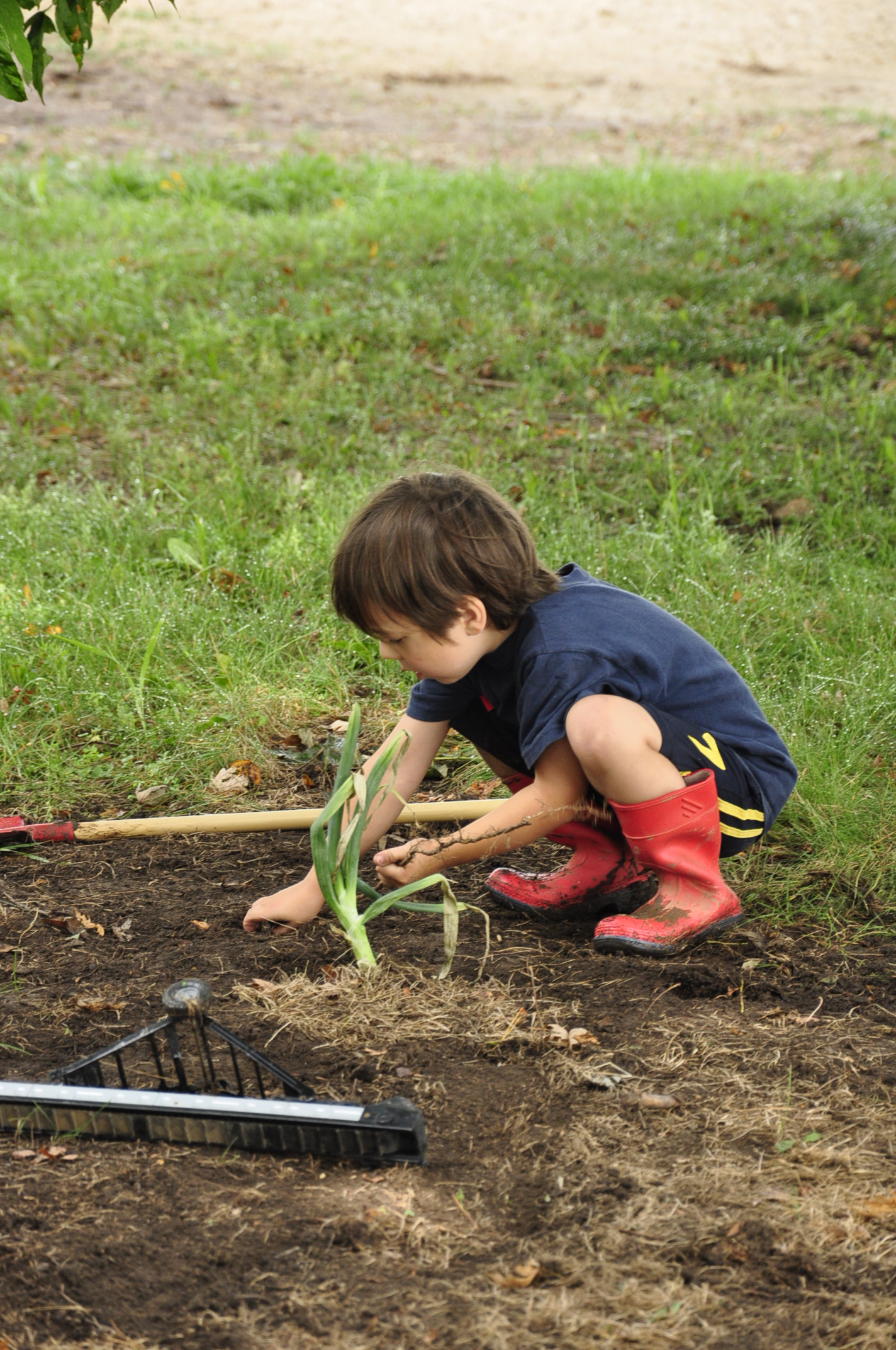 a young child in a garden is looking for grass