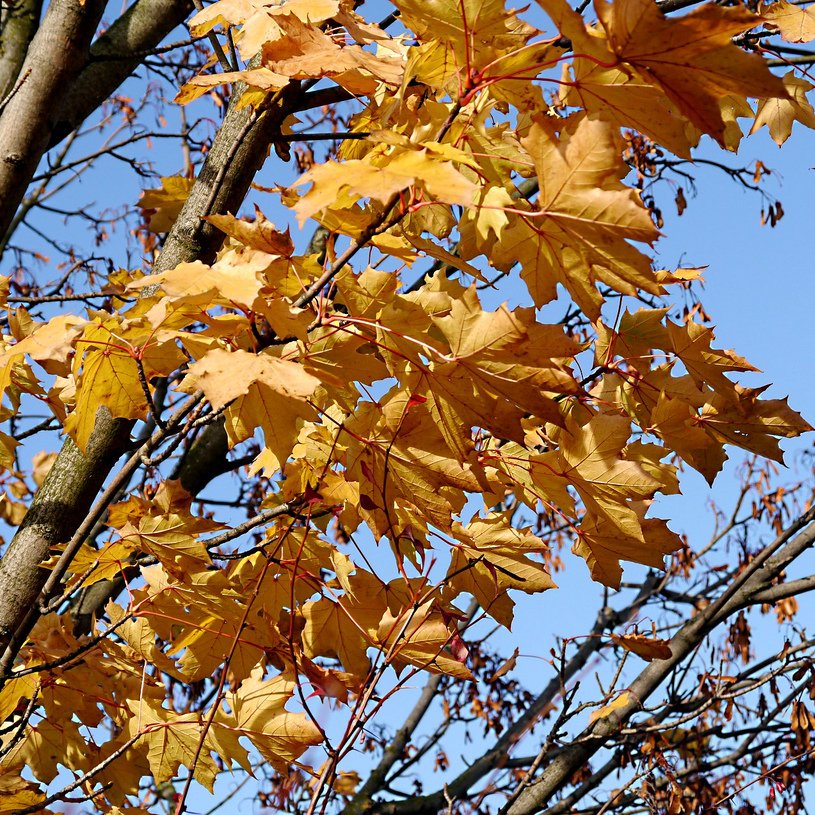 yellow leaves with blue sky in the background