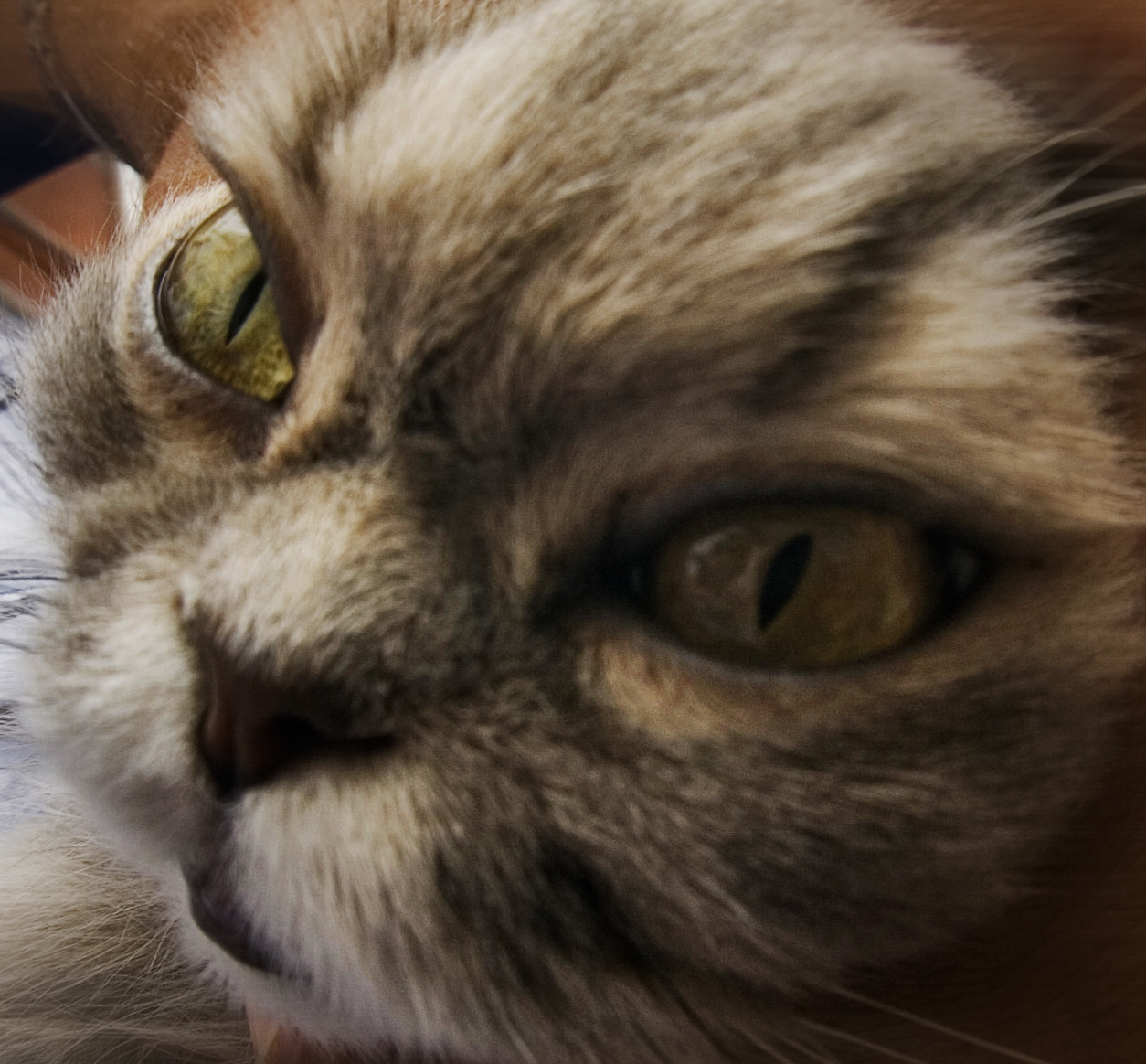 close up of cat's face with wide open eyes