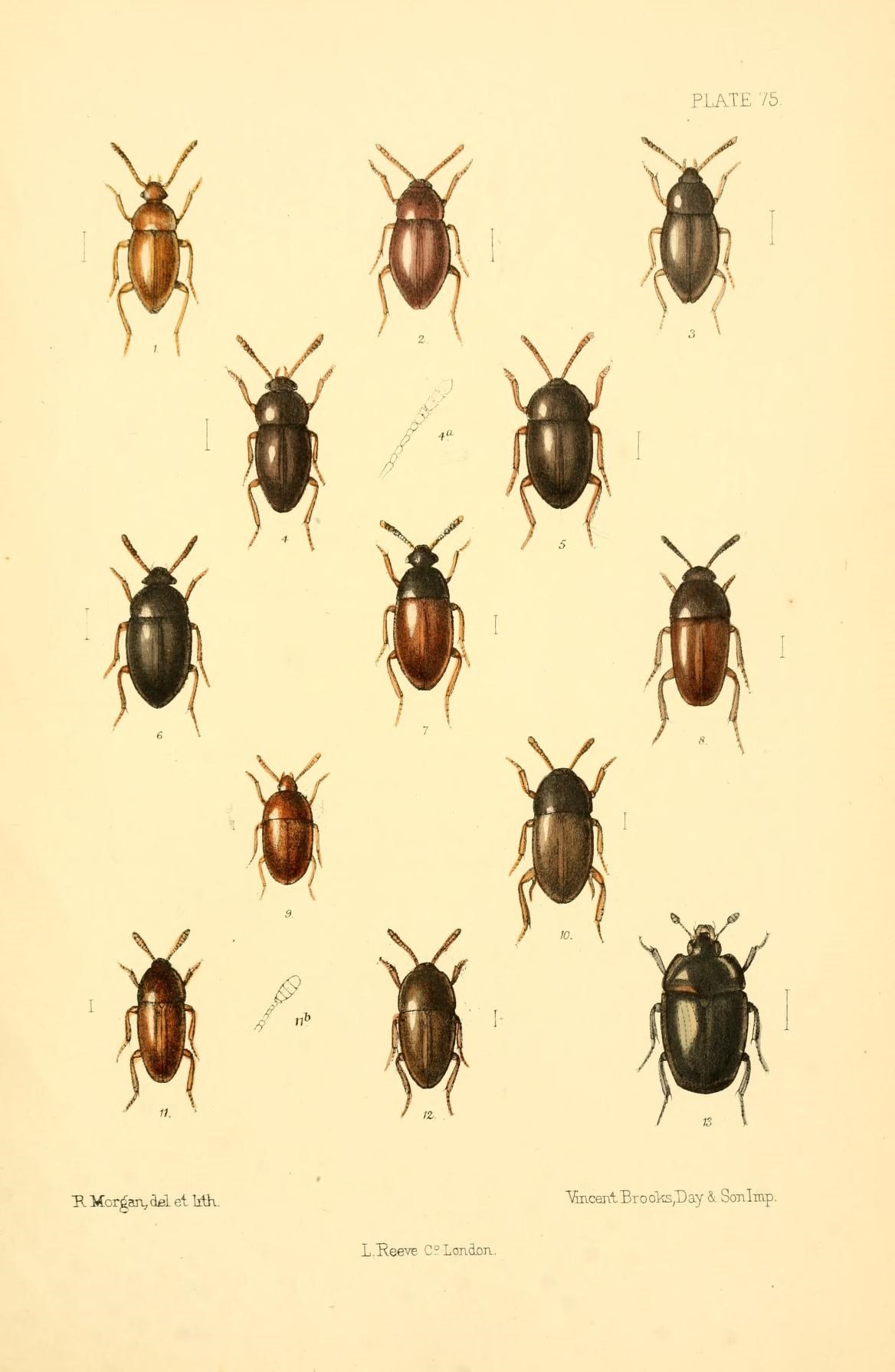 a collection of different sized beetles on an old page of paper