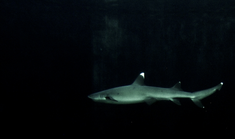 a large white shark swimming in a dark, black sea