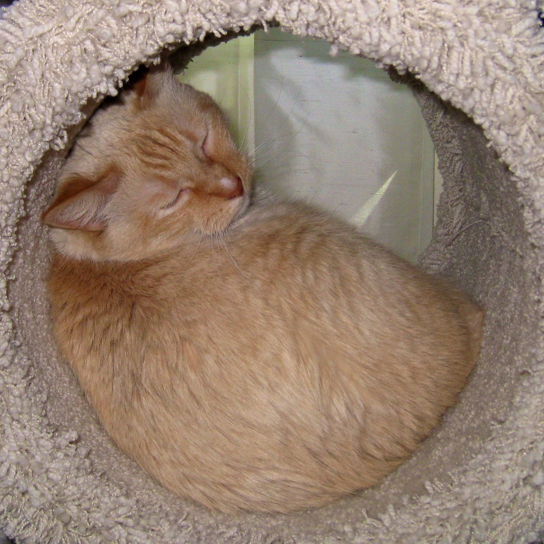 an orange cat sleeping on top of a fluffy rug
