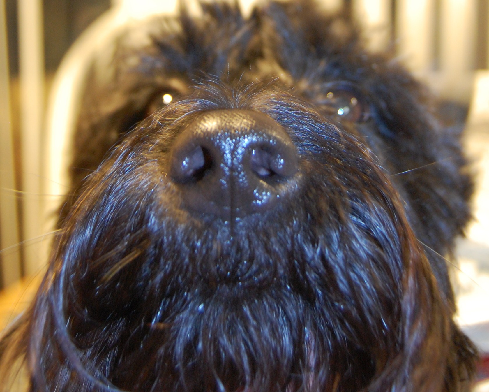 a close up view of a black dog's face