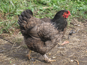a black and gray rooster walking in the grass