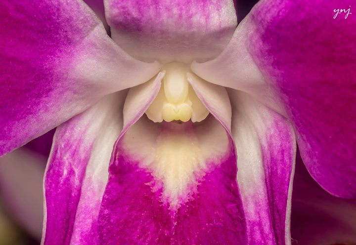 an image of the inside of a purple orchid