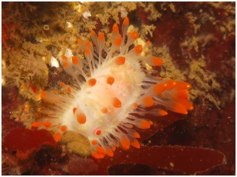 an orange and white sea slug is on a coral