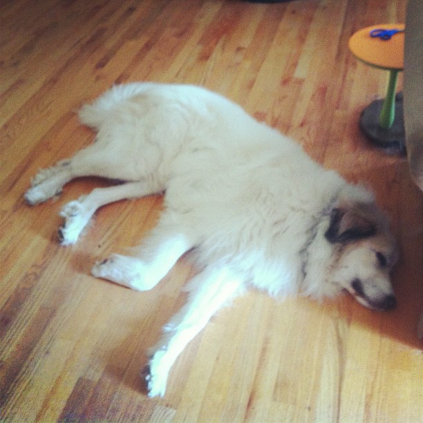 a dog is laying on a floor in the house