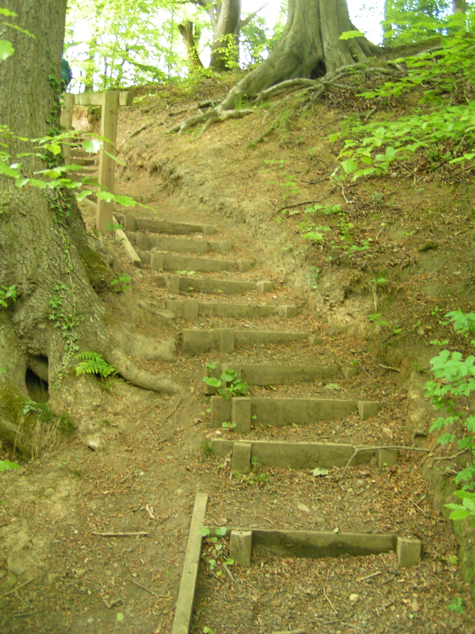 some steps are going up a hill near a tree