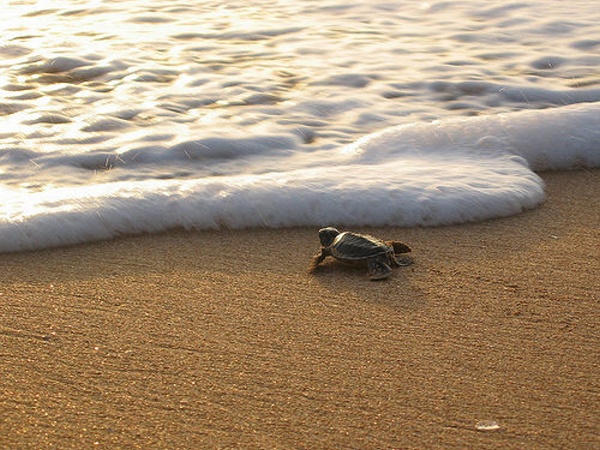 a sea turtle that is crawling in the sand