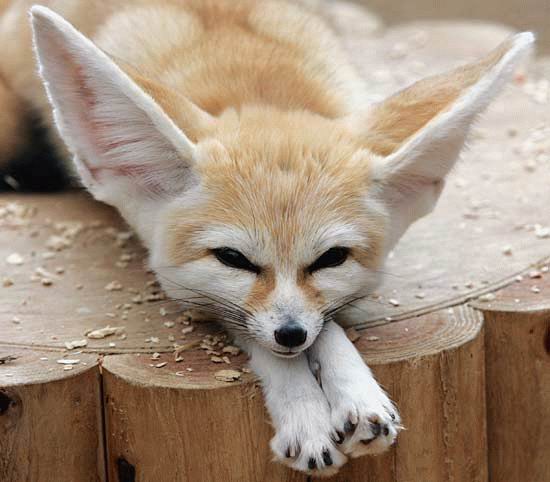 small brown and white fox lays on wood