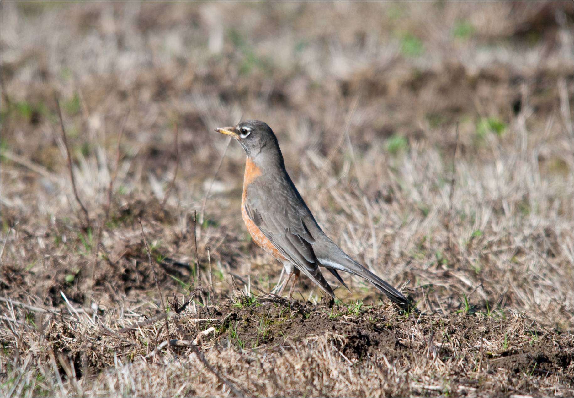 a small brown and gray bird standing on the ground