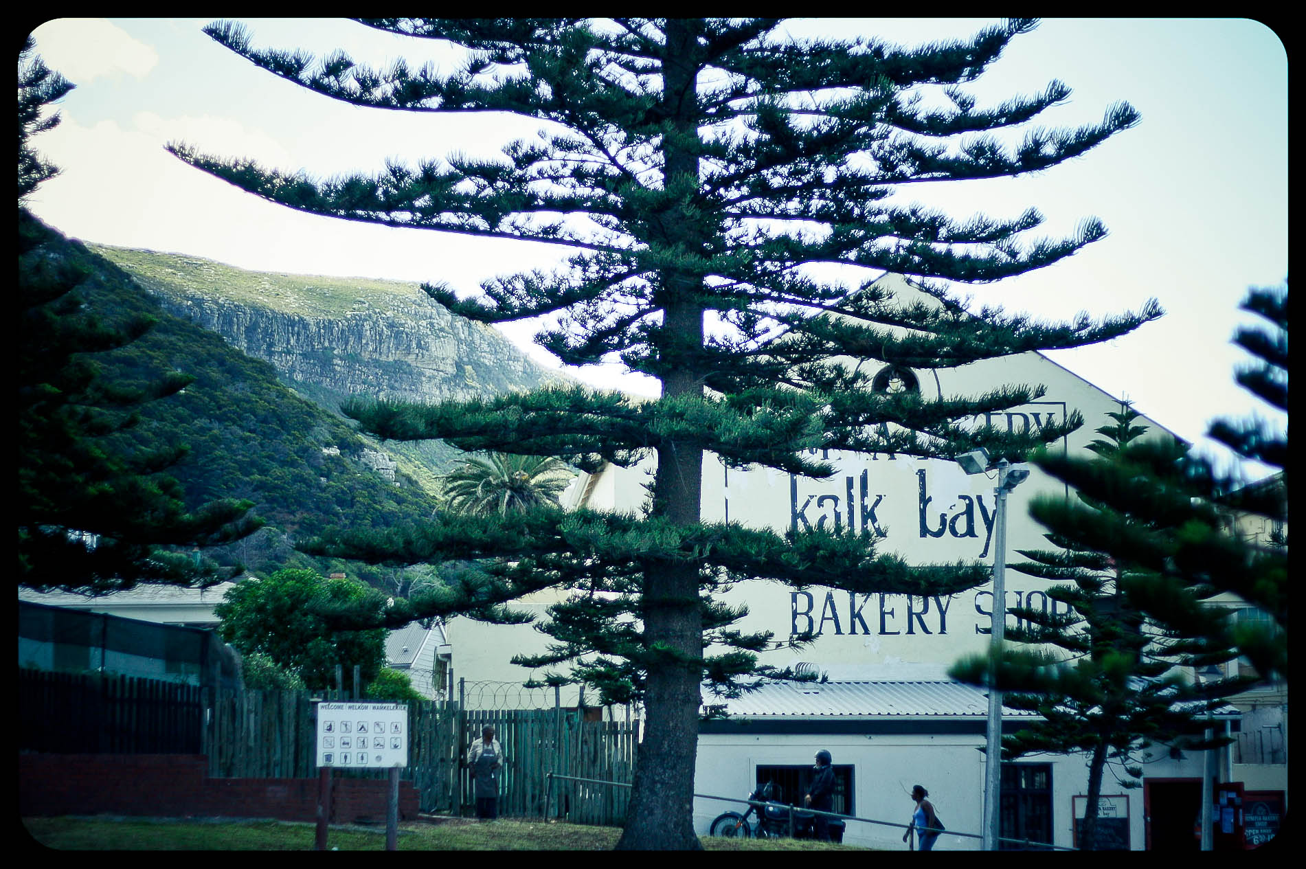 two people stand under a tall pine tree