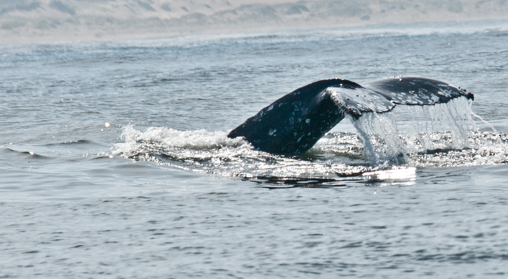 a humpback is coming out of the water