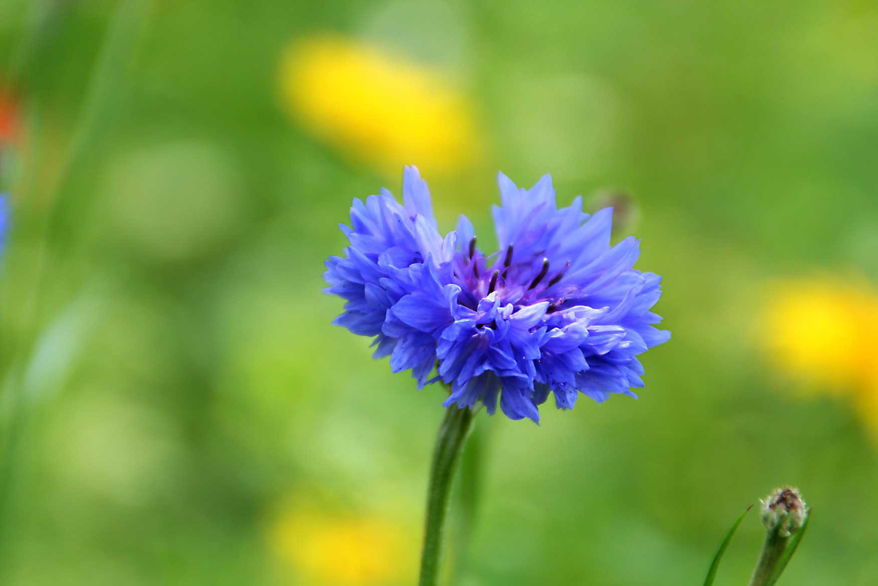 a single blue flower with a bunch of wildflowers behind it