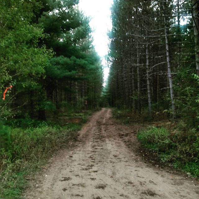 a dirt road is surrounded by trees and grass