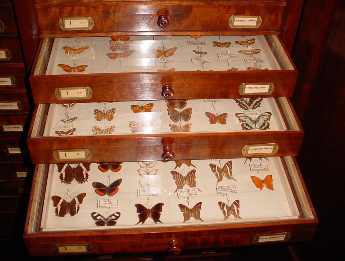 a very large box with different types of erflies