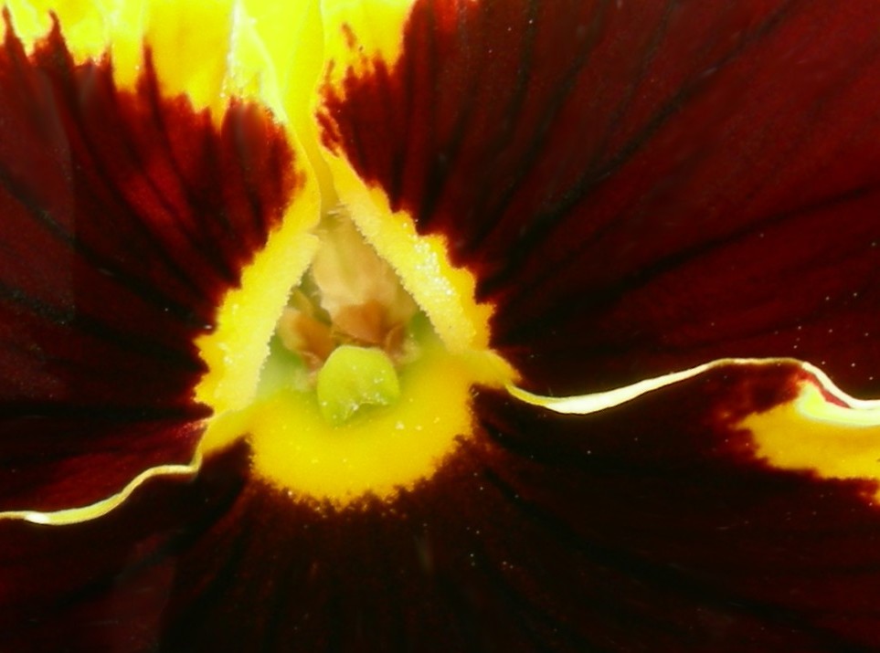 an up close s of a dark red and yellow flower