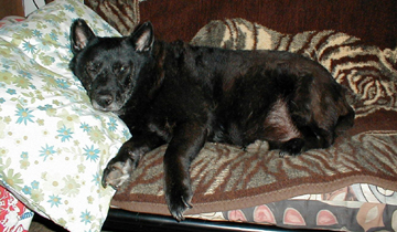 a large dog lying on top of a couch