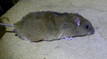 the large mouse is standing in the dirt