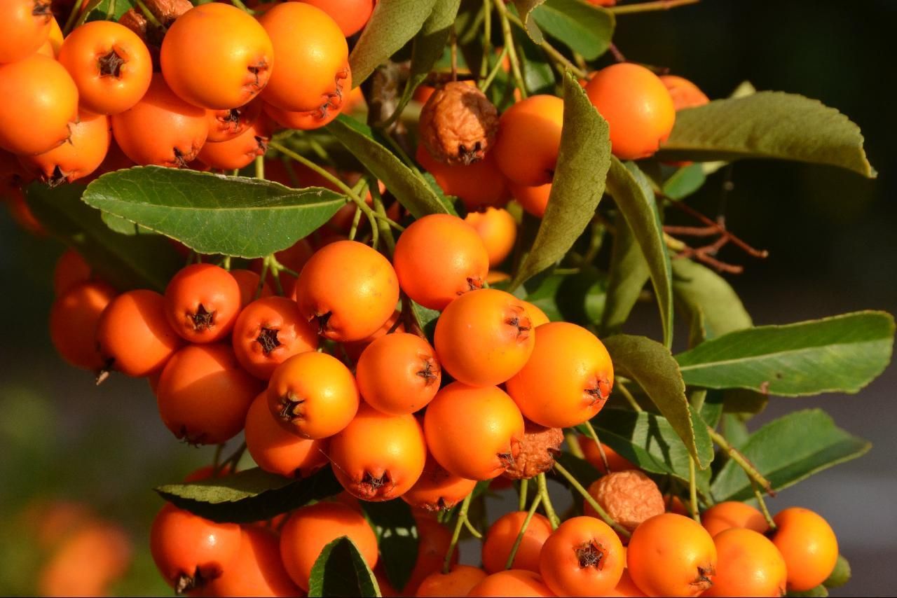 closeup of some orange berries on a tree