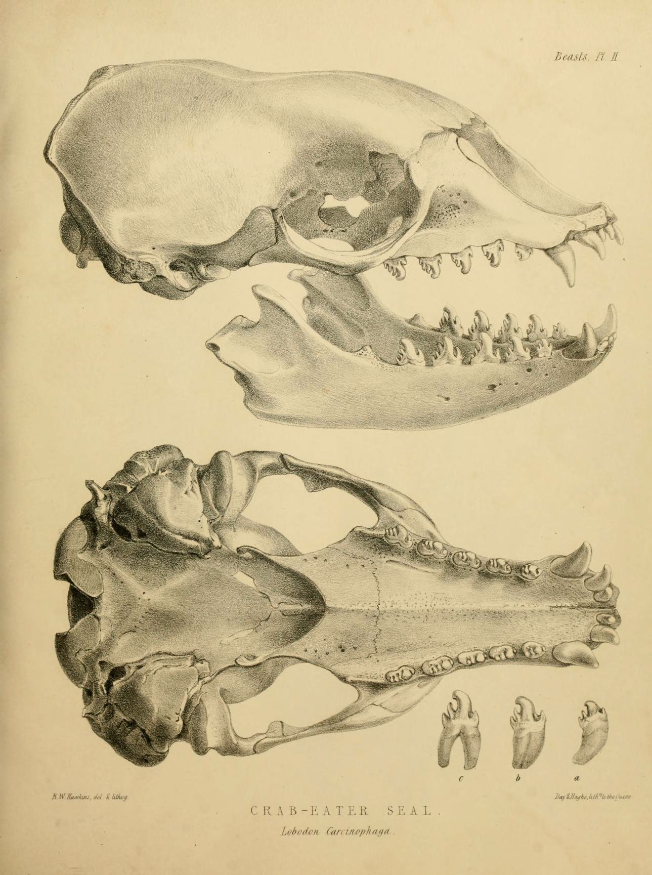 two hand - colored drawings of skull, and jaw bone
