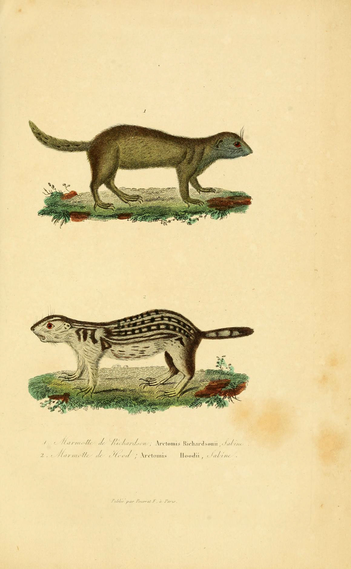 two illustration of the long - tailed weasel on which a cat is standing
