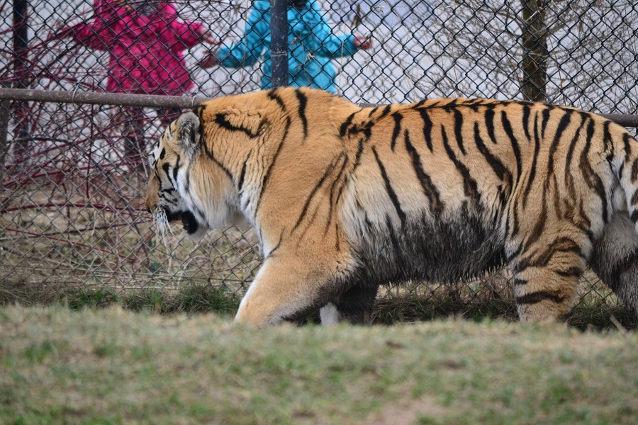 a tiger walking by the fence during the day