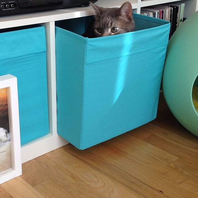 a small cat hiding inside of a blue bin