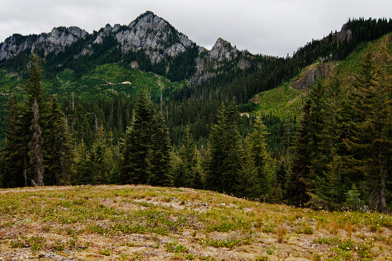 the landscape is very barren as it appears to be filled with weeds and grasses