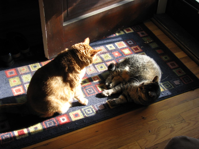 two cats standing on a carpet near the door