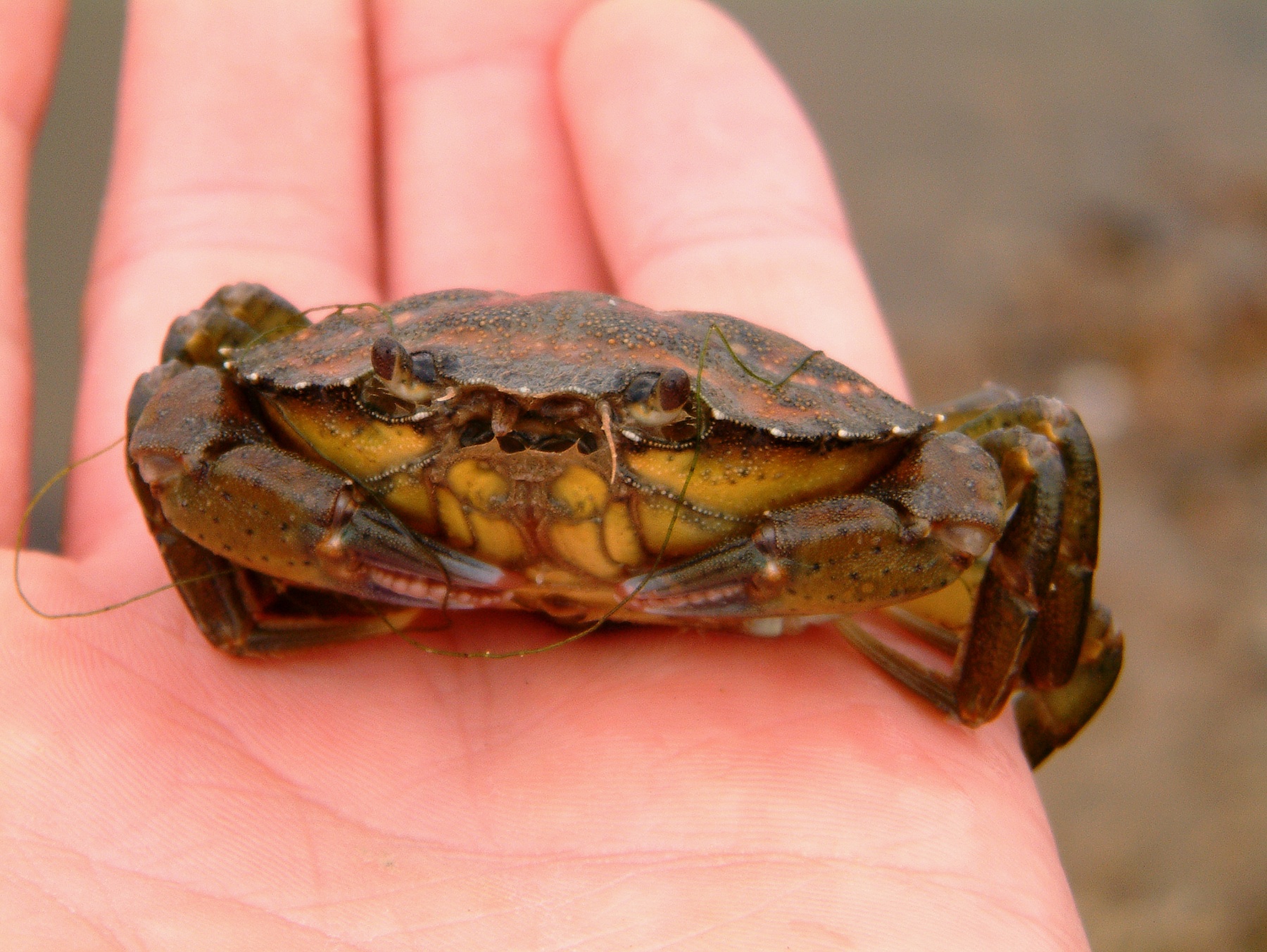 a tiny brown and yellow crab on someones hand