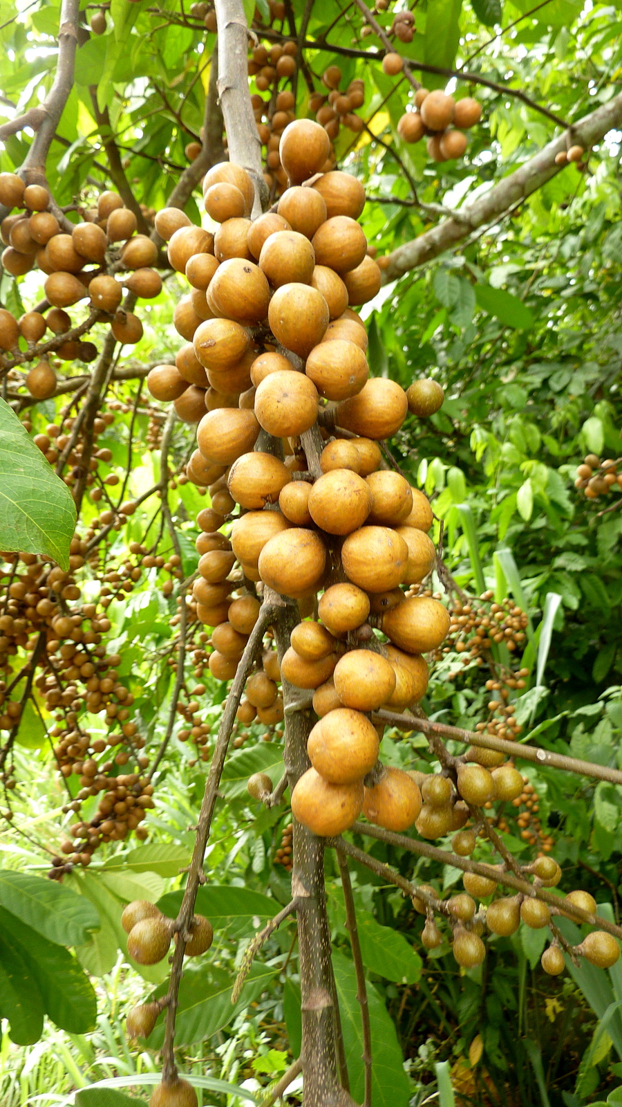 a large tree that is full of bunches of fruit