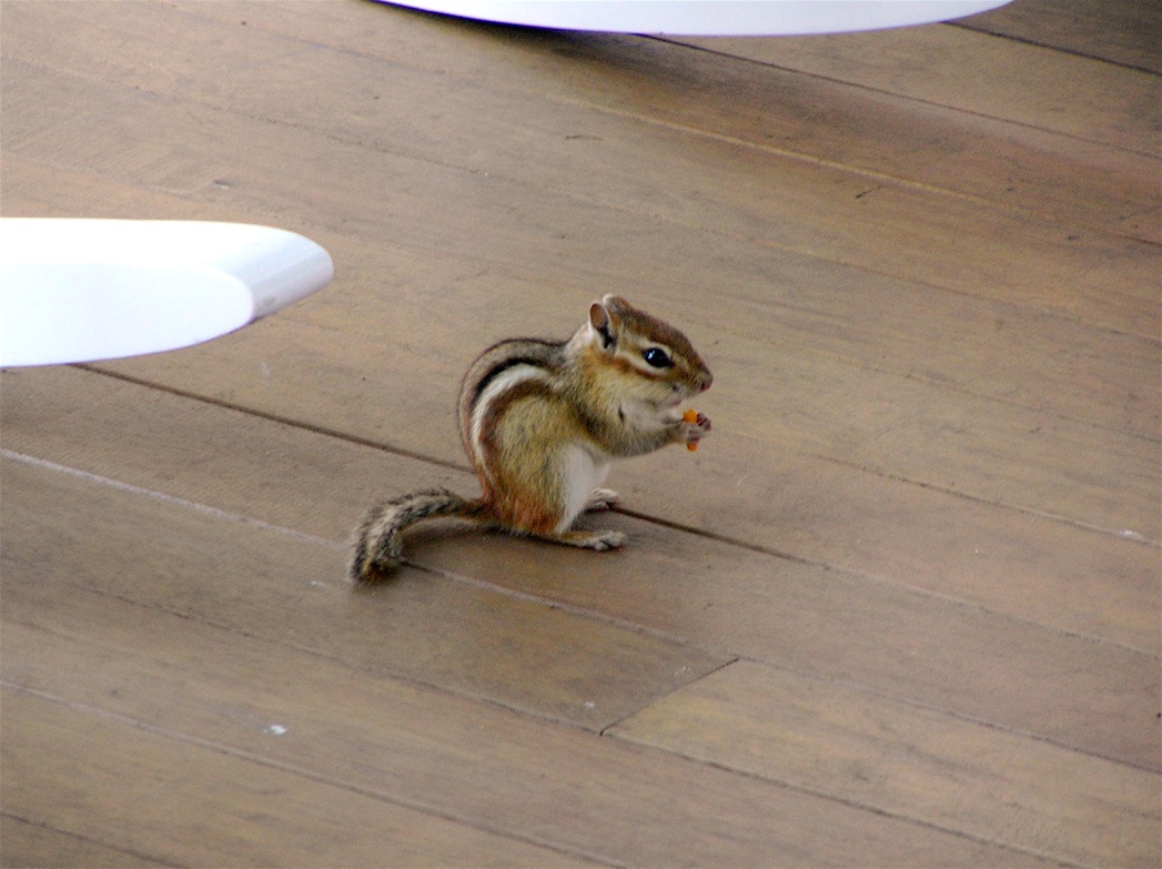 a chipmun eating food sitting on top of a wooden floor