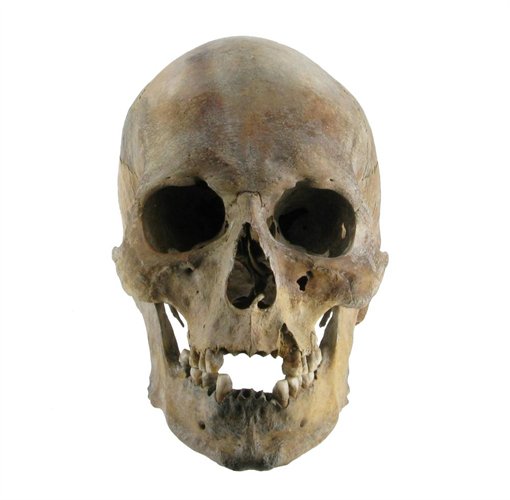 a skull on a white background with the lower half open