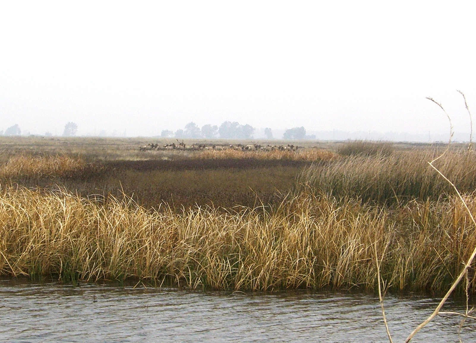 a grass - covered marsh on the edge of a body of water
