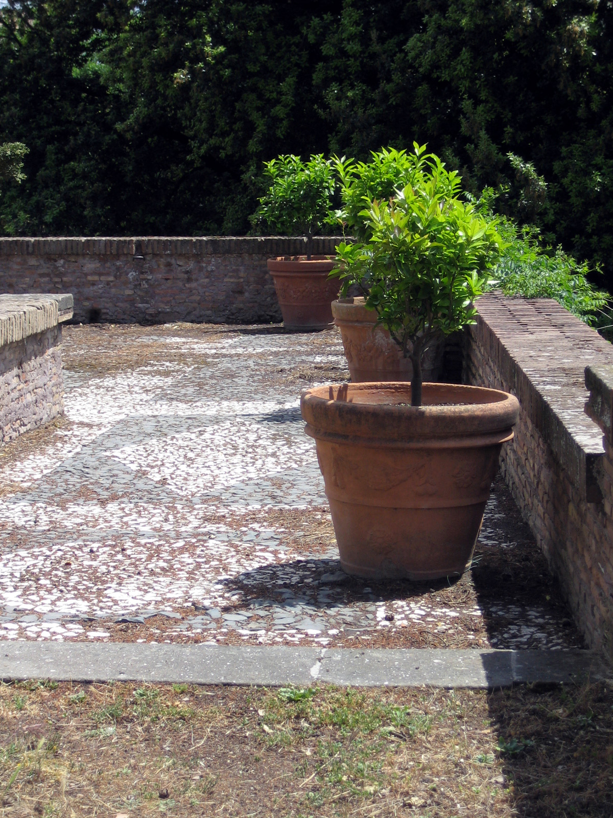 a stone patio area with a tree in the center and three large potted plants next to it