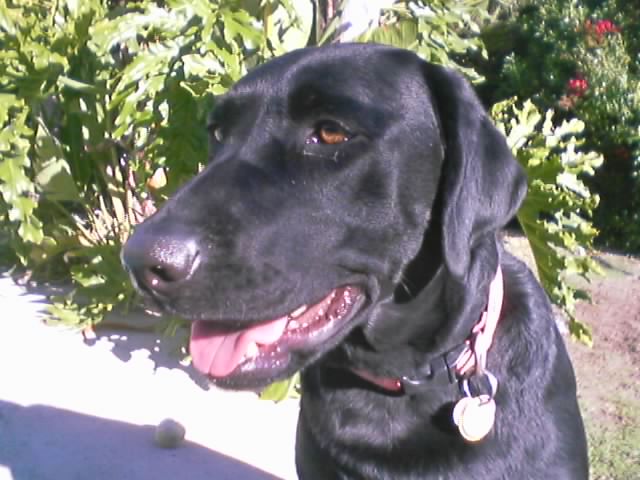 a black dog is sitting by bushes and shrubs