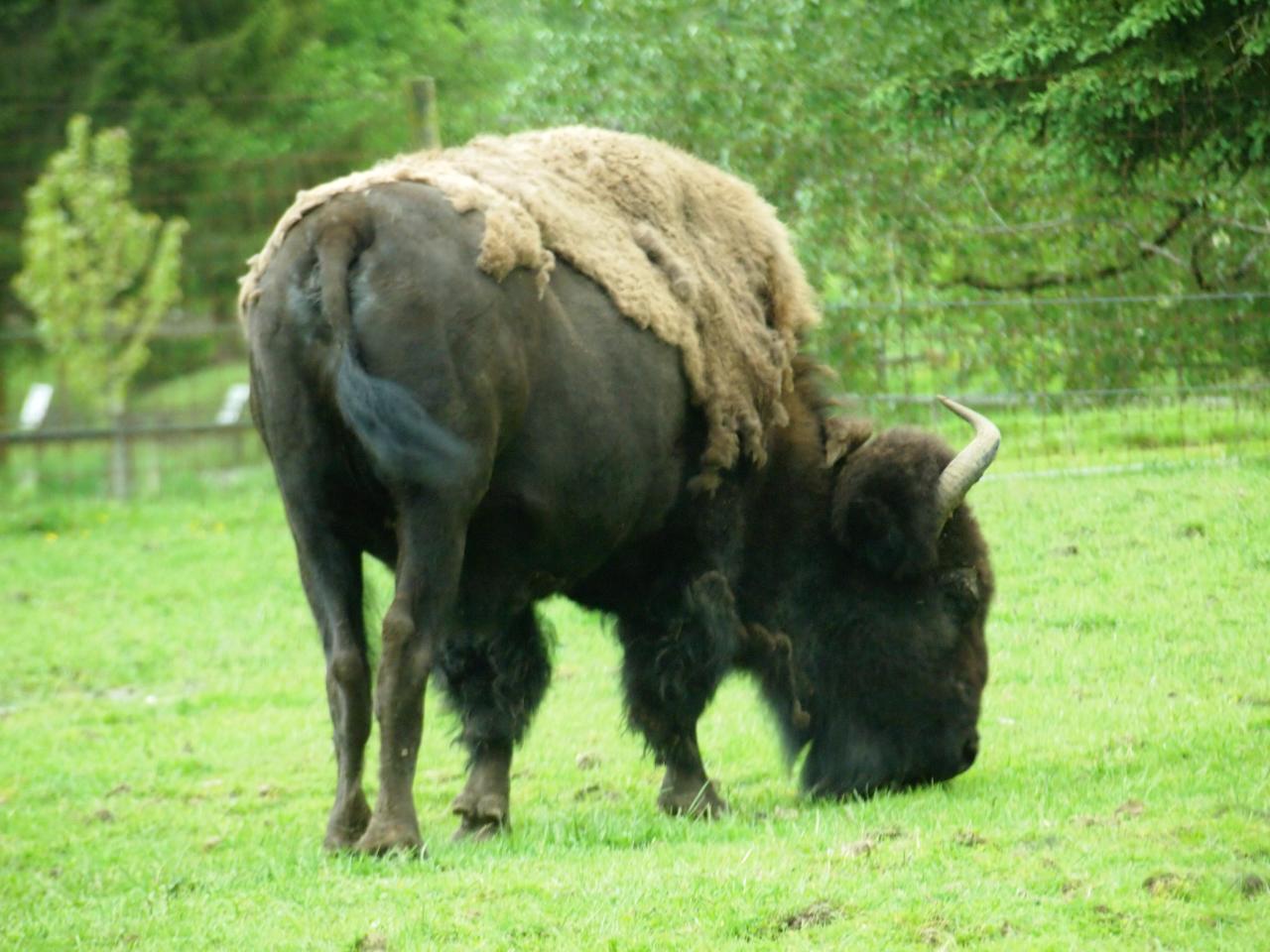 a buffalo with long hair eating grass in a fenced field