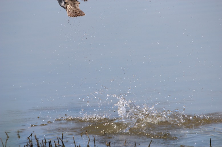 the bird is taking off from the lake water