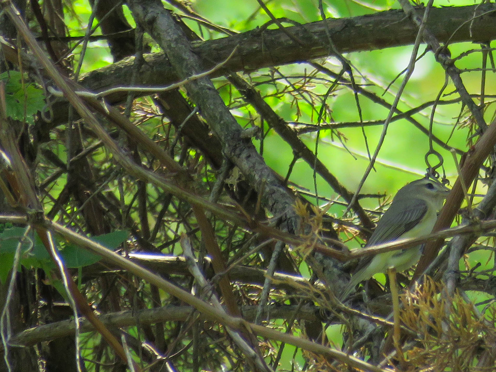 a small gray and green bird sitting on a nch