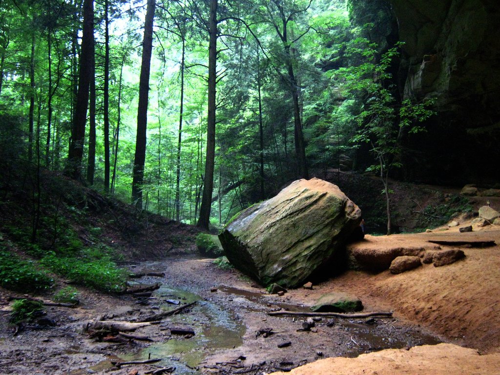an image of rock in a forest setting